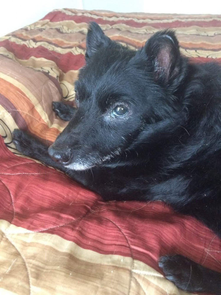 Vambo Dogs VOMO